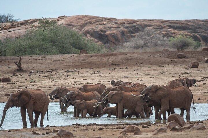 Day Tour Ol Pejeta Conservancy and Chimpanzee Sanctuary