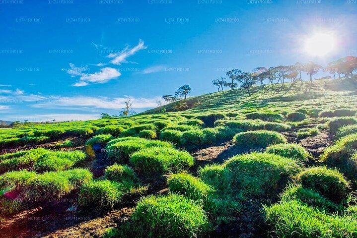 Horton Plains Park & Worlds End Guided Trekking From Nuwara Eliya