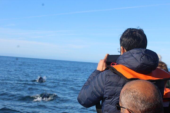 Dolphin Watching + 2 Islands Tour - From Faro