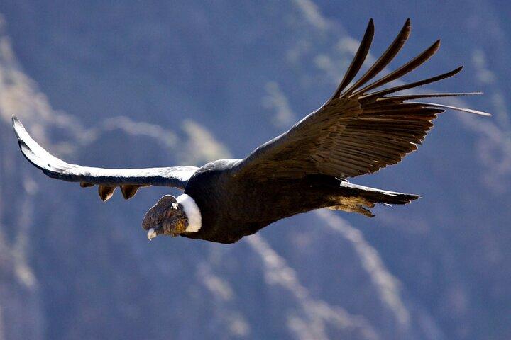 Private tour Chonta Condor Viewpoint from Cusco