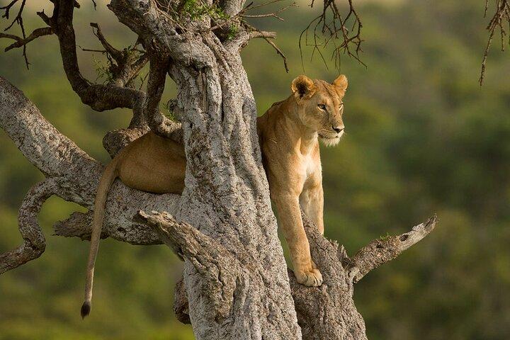 5 Days Magical Kenya Safari Private Tour