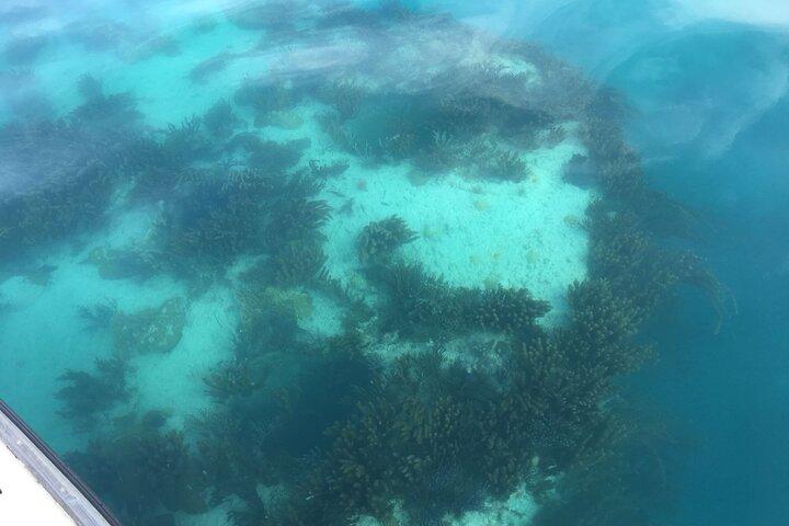 Bermuda Glass Bottom Boat Cruise