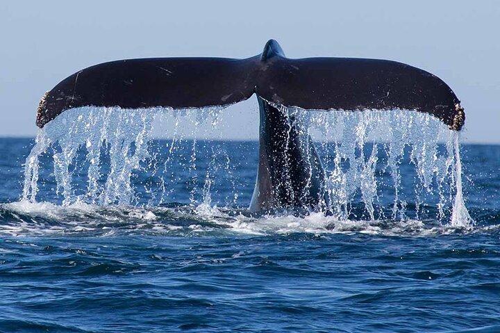 10 Days All Inclusive Tour Exploring Natural Beauty of Sri Lanka