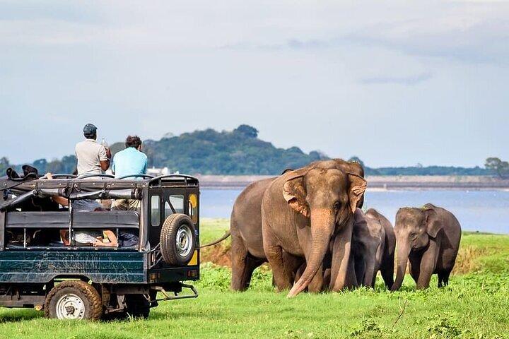 Jeep Safari to Udawalawa National Park, Budget Tour from Colombo