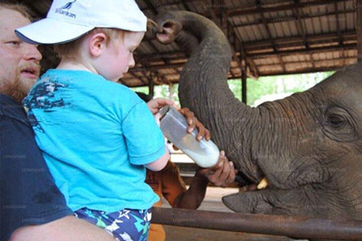 Jeep Safari to Udawalawa National Park, Budget Tour from Colombo