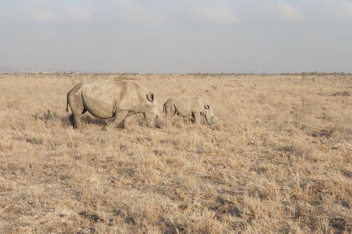 8 Days 7 Nights Safari Package in Kenya Private Tour