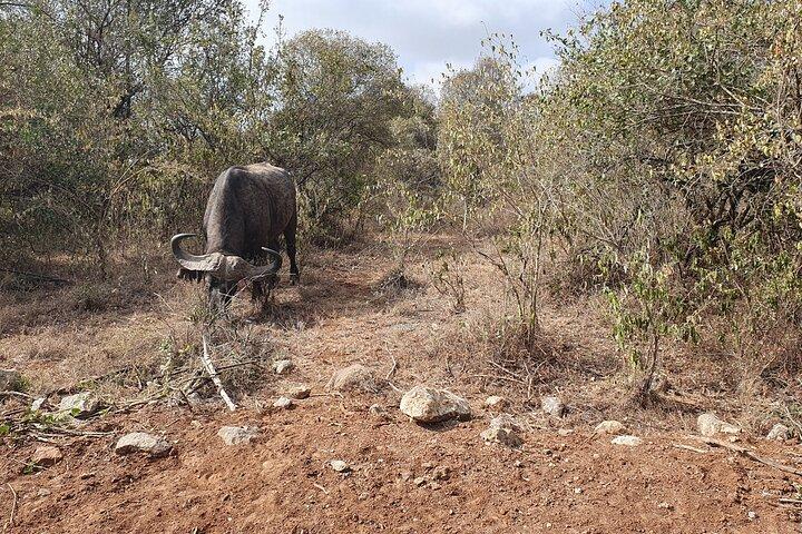 8 Days 7 Nights Safari Package in Kenya Private Tour