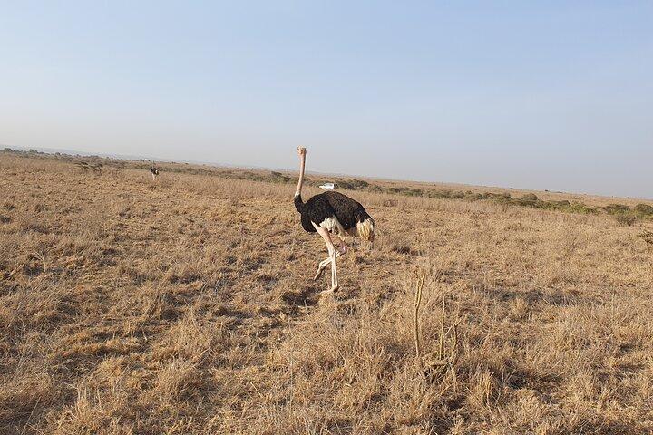 8 Days 7 Nights Safari Package in Kenya Private Tour