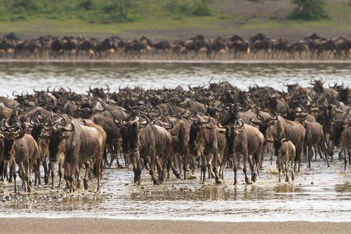 4 Days Lodges Serengeti, Ngorongoro Crater & Visiting Maasai