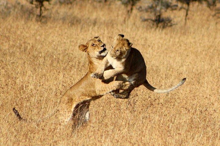 7-Day Tour Tsavo West Amboseli Lake Nakuru and Masai Mara