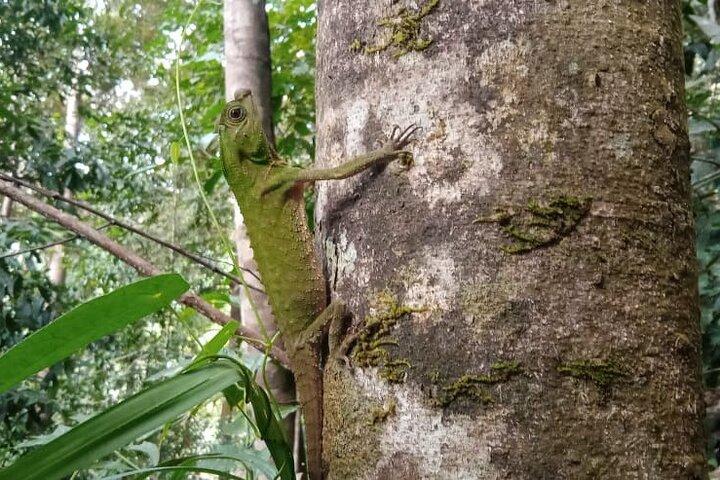 Sinharaja Rainforest Trek Guided Jungle Hiking Experience