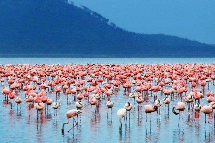 3 Days Birdwatching Luxury Safari