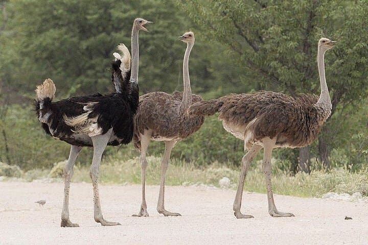 Guided Day Tour to Masai Ostrich Farm from Nairobi
