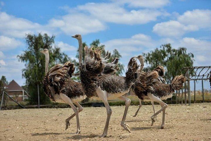 Guided Day Tour to Masai Ostrich Farm from Nairobi