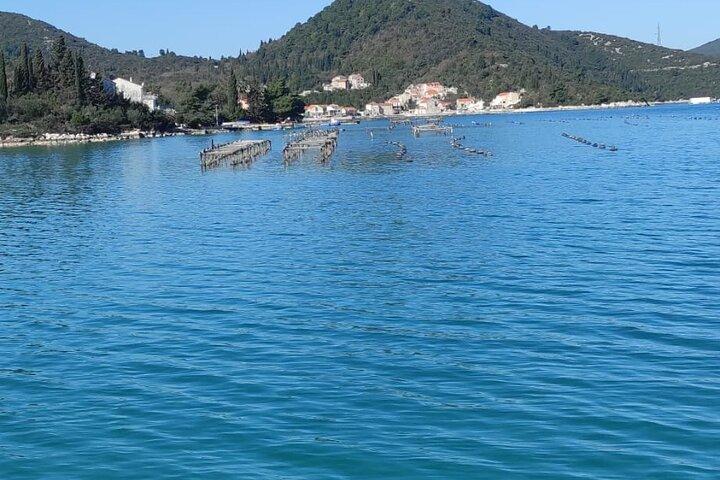 Oysters and mussels tasting with wine in Ston and Pelješac