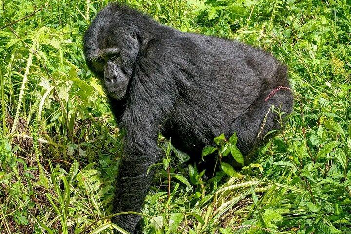 3-Day Gorilla Trekking safari in Bwindi Impenetrable Forest