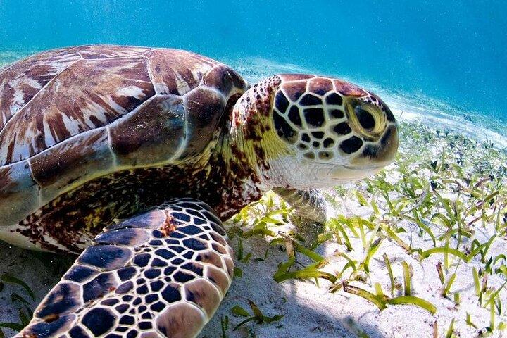 Marine Park - Private Boat charter with LOCAL Captain/ Guide