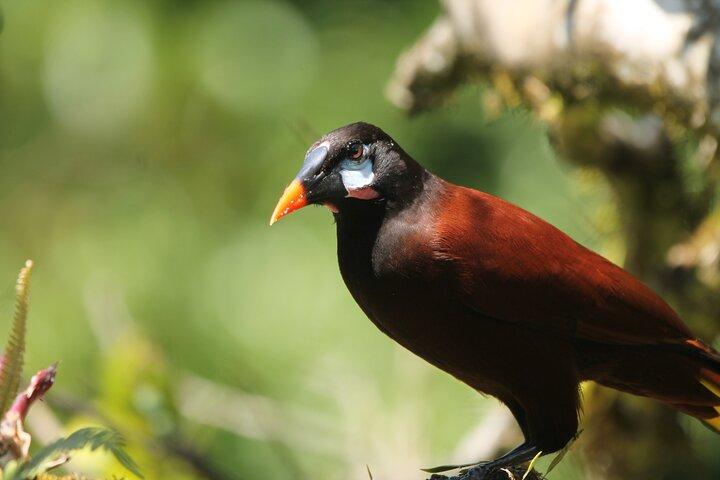 Full Day Private Tour in Monteverde, Costa Rica
