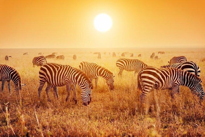 Serengeti National Park Camping Safari in Tanzania Multi Day Tour
