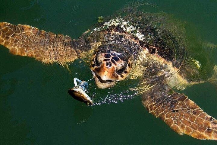 Bodrum Turtle Beach Tour With Mud Baths & King Tombs