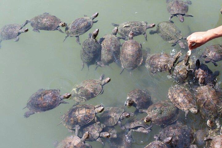 Bodrum Turtle Beach Tour With Mud Baths & King Tombs