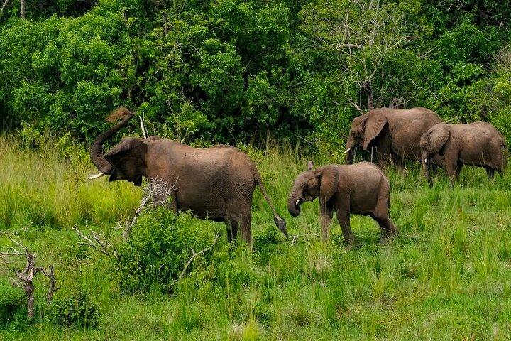 13 Day Uganda Safari with Gorillas, Chimps & Tree climbing lions