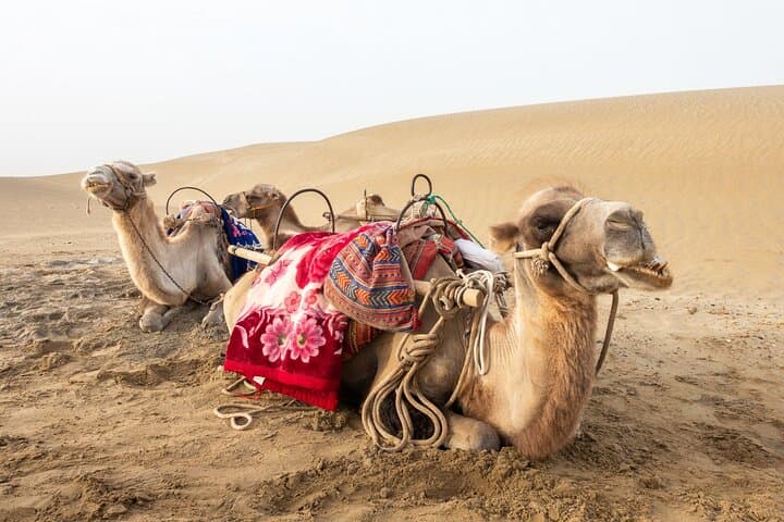 Full Day Tour to Desert Trip in Agadir with Lunch