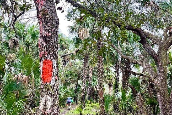 Guided Day Hike Through Florida's wild Backcountry.