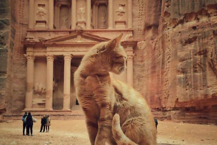 Private or Group Petra and wadi rum tour from Amman or Dead Sea