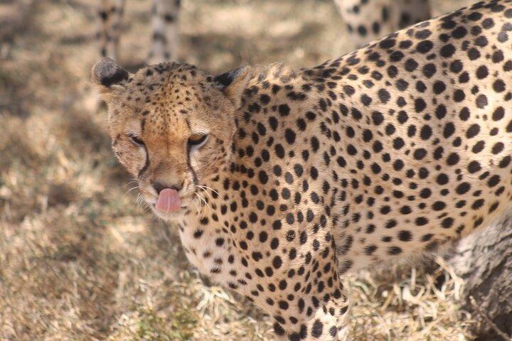 2 Days 1 Night Northern Joining Safari Private Tour