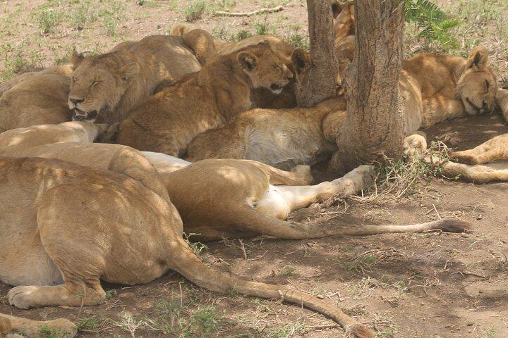 2 Days 1 Night Northern Joining Safari Private Tour
