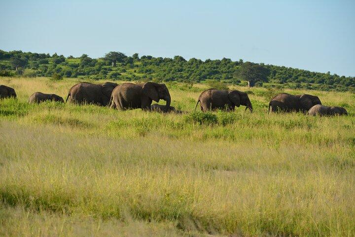 2 Days 1 Night Northern Joining Safari Private Tour