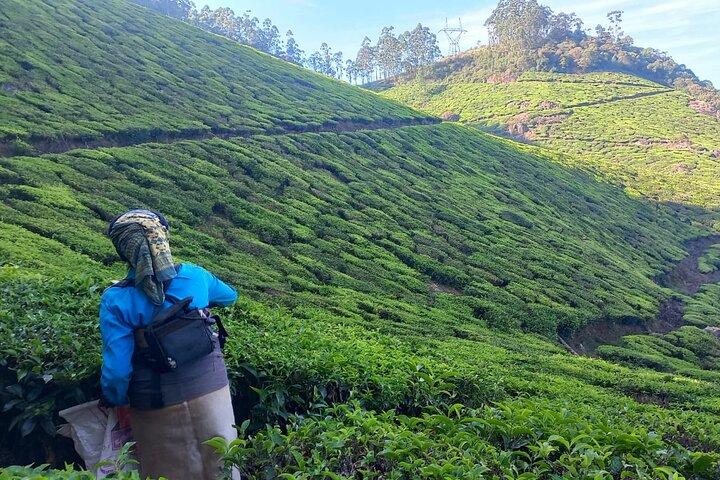 Munnar Tea Plantation Walk with Sunset View (By Munnar Info)
