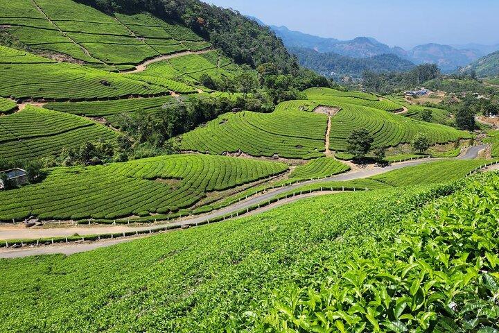 Munnar Tea Plantation Walk with Sunset View (By Munnar Info)