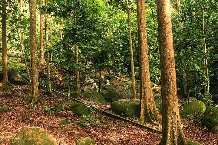 Forest Research Institute Malaysia (FRIM) Nature Trekking from Kuala Lumpur