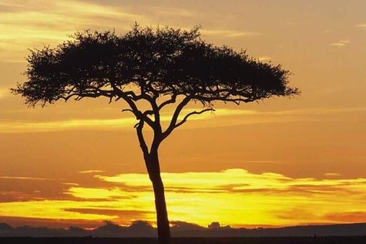 5 day Masai Mara, Lake Nakuru and Lake Naivasha Safari