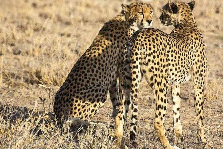 5 day Masai Mara, Lake Nakuru and Lake Naivasha Safari
