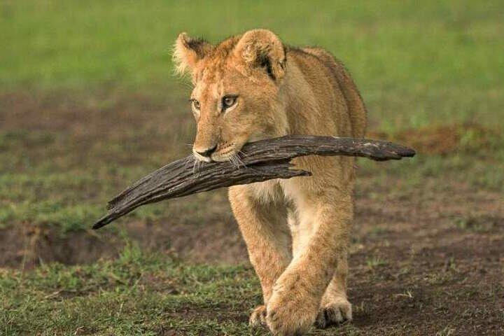 5 day Masai Mara, Lake Nakuru and Lake Naivasha Safari
