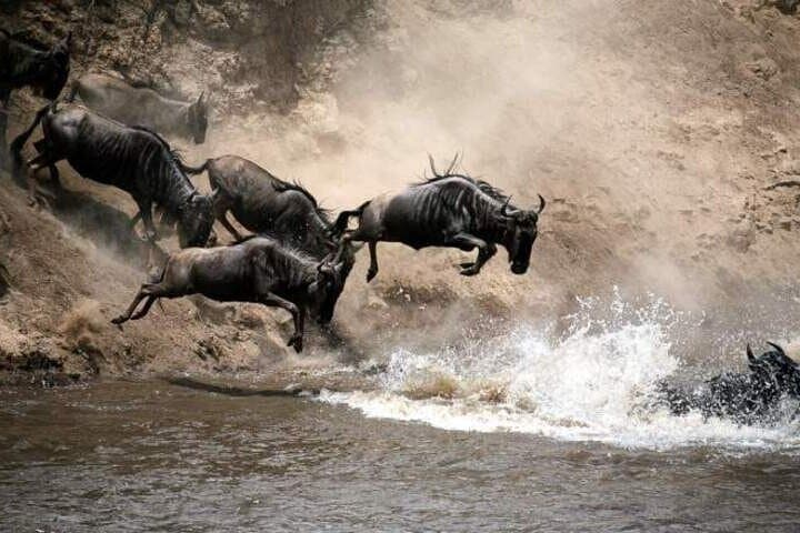 5 day Masai Mara, Lake Nakuru and Lake Naivasha Safari