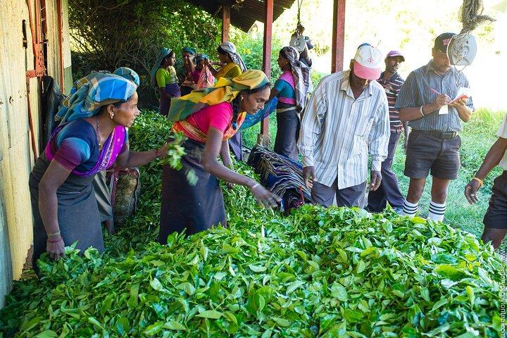 Shore Excursions Tea Plantation from Colombo Port Passenger Jetty