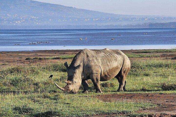 Lake Naivasha And Lake Nakuru Overnight Tour
