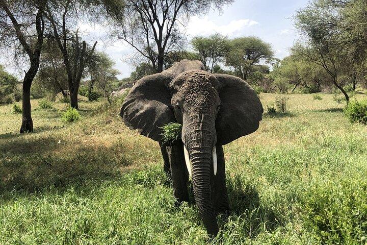 4 Days 3 Nights Camping Safari (Tarangire,Serengeti, Ngorongoro)