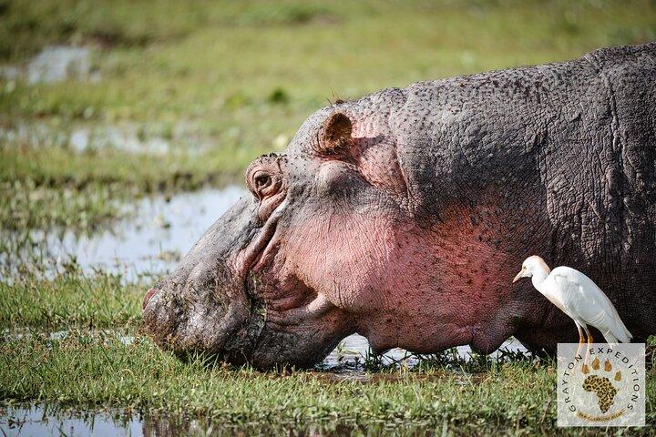 5-Day 4 Nights Masai Mara-L Nakuru-Hell's Gate Budget Safari