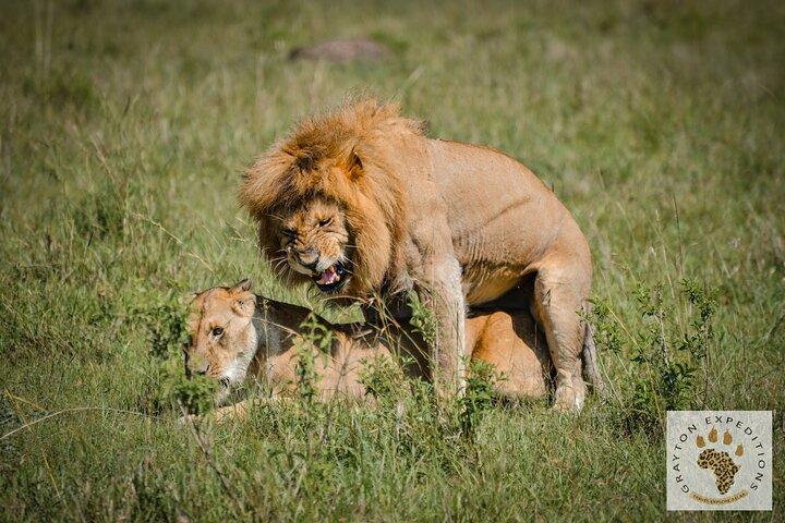 7 Days Masai Mara-Lk. Nakuru-Lk. Naivasha-Amboseli group Safari