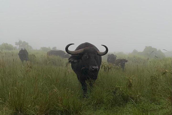 03 days Serengeti and Ngorongoro Crater group (camping)