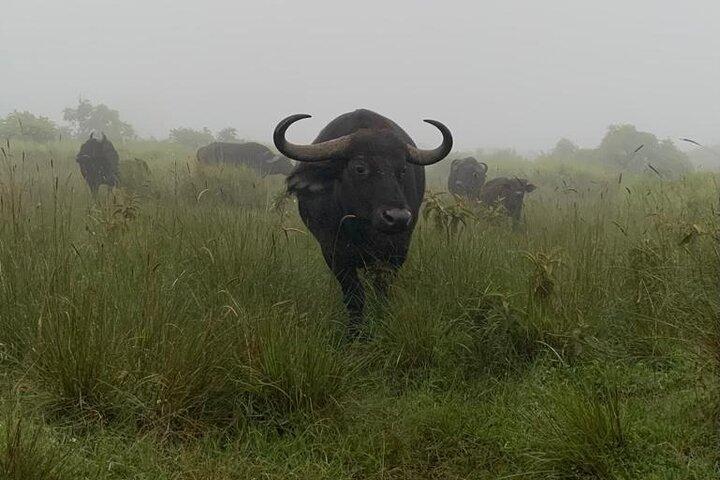 3 Days Lake Manyara, Tarangire, Ngorongoro Crater group (Camping)