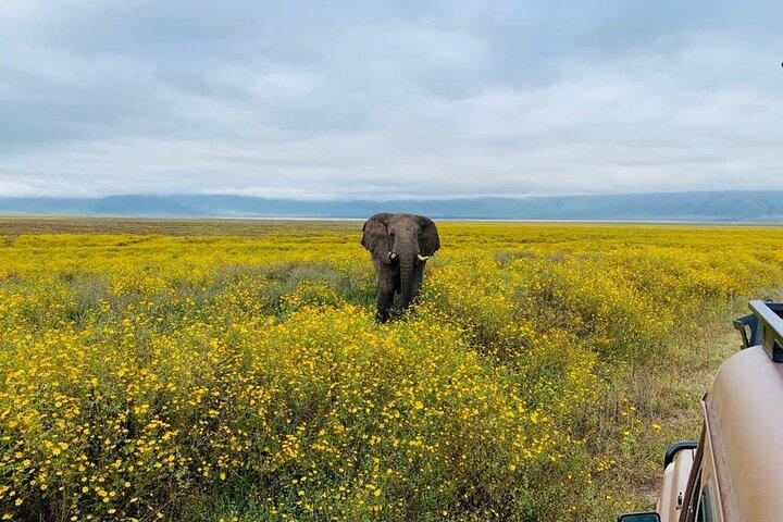 04 Days Tarangire, Serengeti and Ngorongoro crater group (Camping