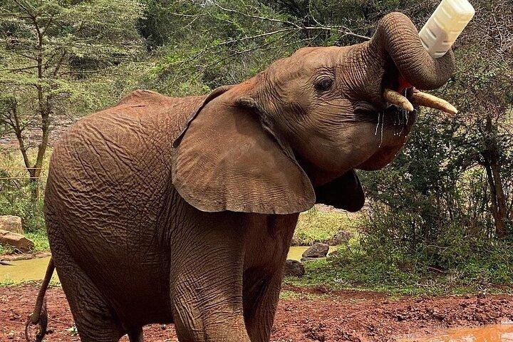 Tour Elephant Orphanage & Nairobi National park