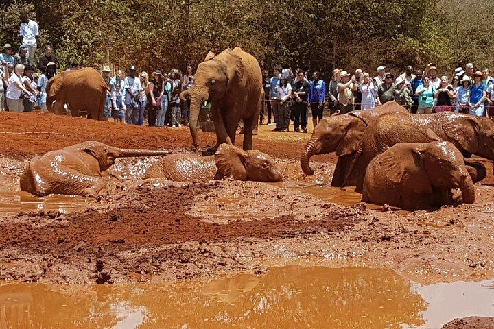 Tour Elephant Orphanage & Nairobi National park