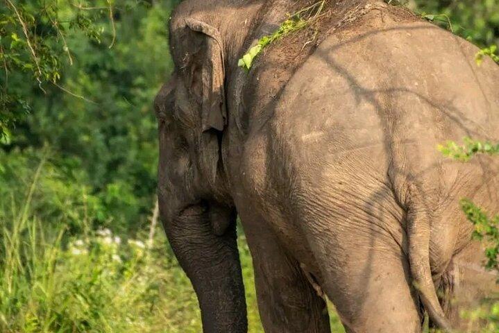Day Tour from dambulla to Sigiriya & Polonnaruwa